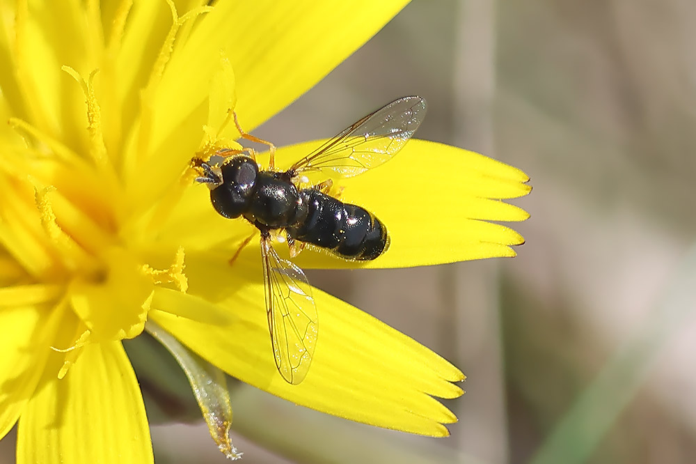 Black-backed grass skimmer